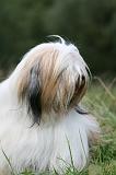 TERRIER DU TIBET 329